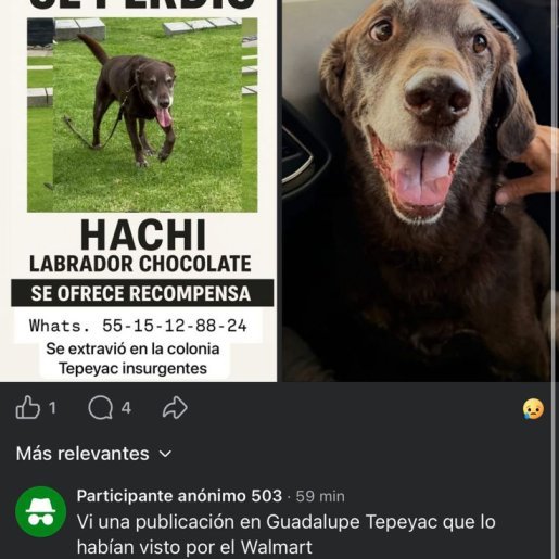 perdido Macho labmix cafe