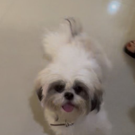 perdido Hembra shih-tzu blanco