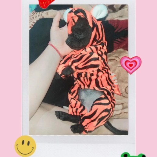 perdido Macho schipperke negro