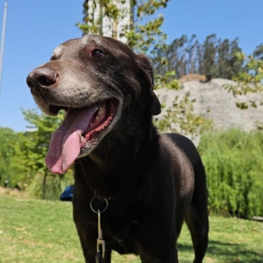 perdido Macho labmix cafe