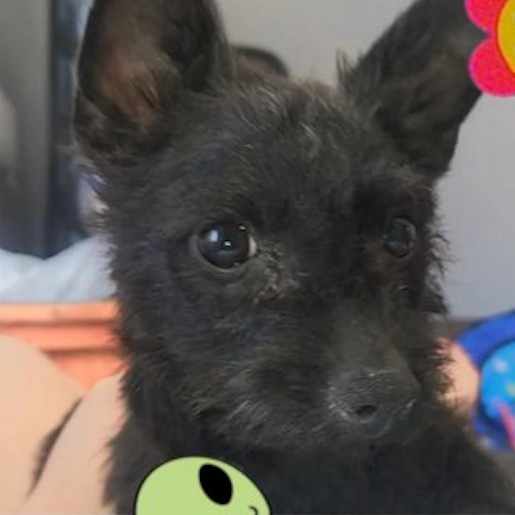 perdido Macho schipperke negro