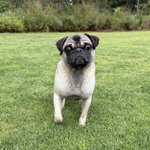 resguardo Macho pug cafe
