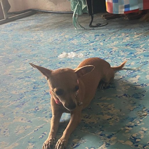 perdido Hembra chihuahua cafe