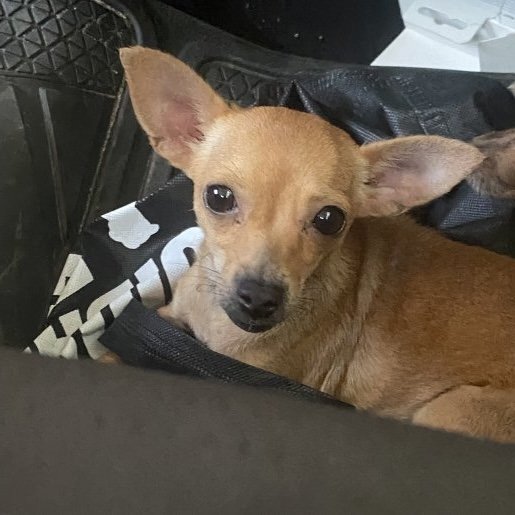 perdido Hembra chihuahua cafe