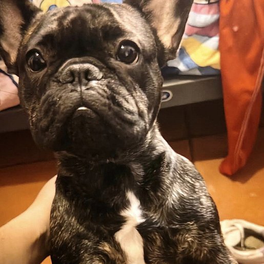 perdido Hembra french bulldog negro