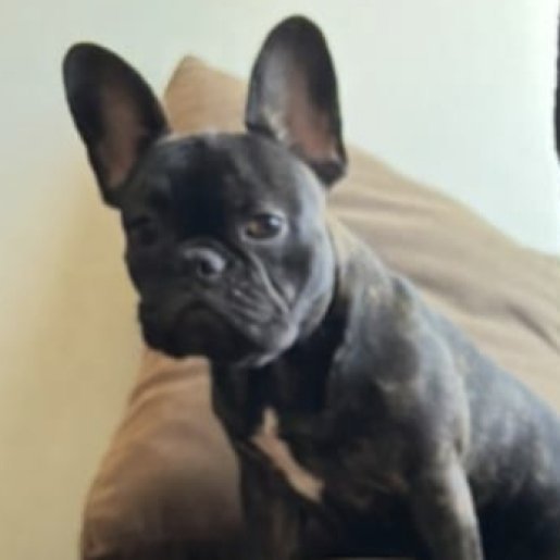 perdido Hembra french bulldog negro