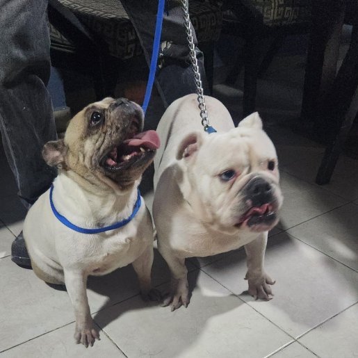 resguardo Hembra french bulldog cafe