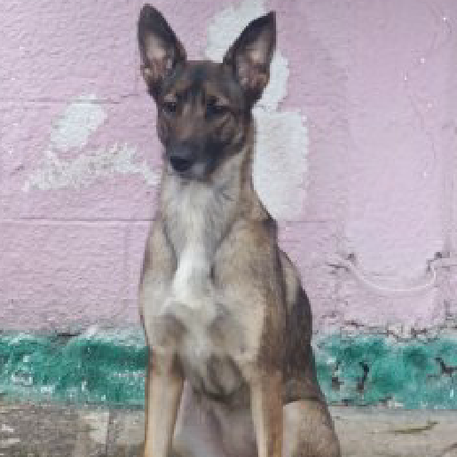 perdido Hembra Malinois cafe