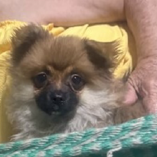 perdido Hembra Pomeranian cafe