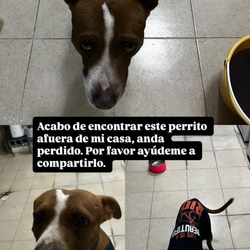 resguardo Macho American Pit Bull cafe