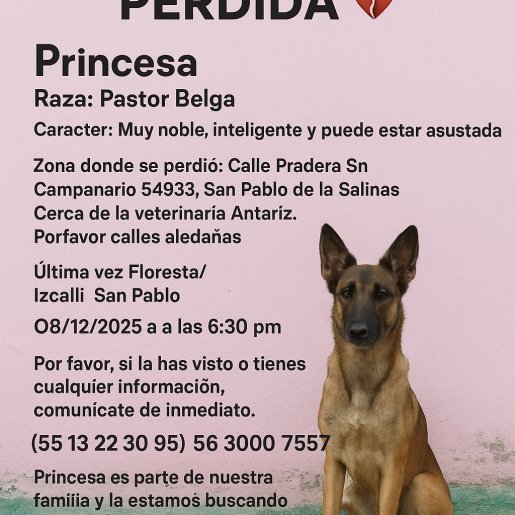 perdido Hembra Malinois cafe