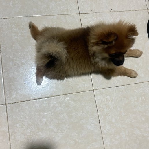 perdido Hembra Pomeranian cafe