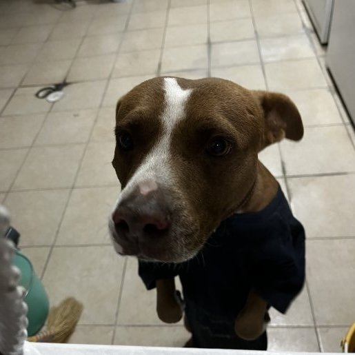 resguardo Macho American Pit Bull cafe