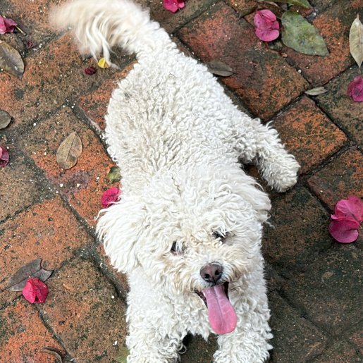 resguardo Macho cockapoo blanco