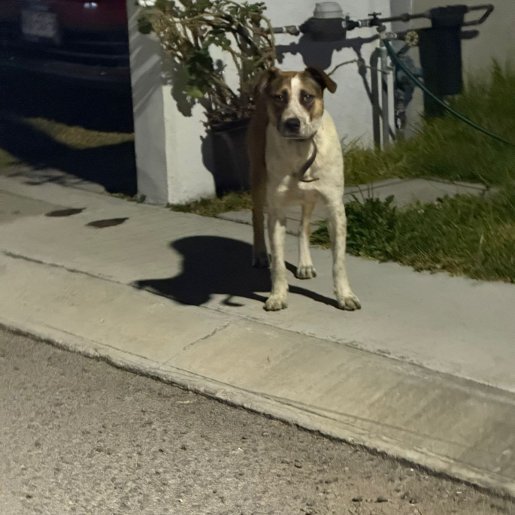 visto Hembra american pit bull blanco