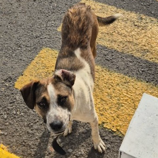 visto Hembra american pit bull blanco