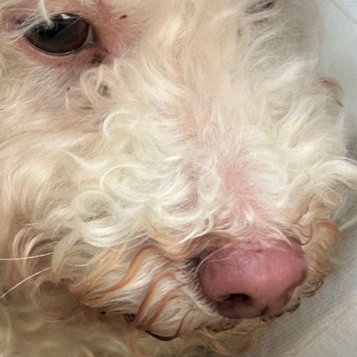 resguardo Hembra miniature poodle blanco