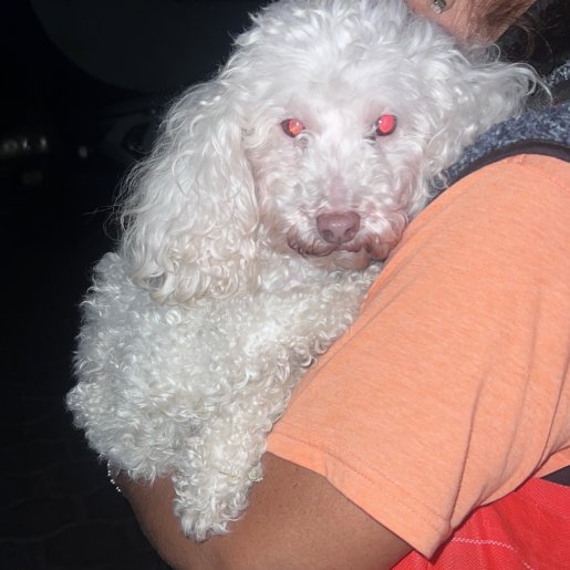 resguardo Hembra miniature poodle blanco