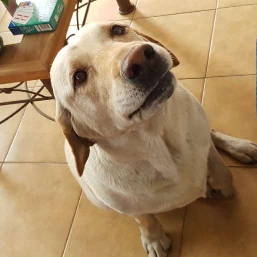 perdido Macho labrador retriever cafe