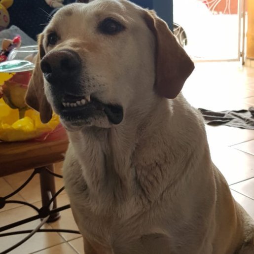 perdido Macho labrador retriever cafe