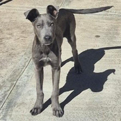 perdido Macho great dane gris