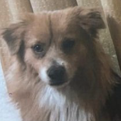 perdido Macho chorkie cafe