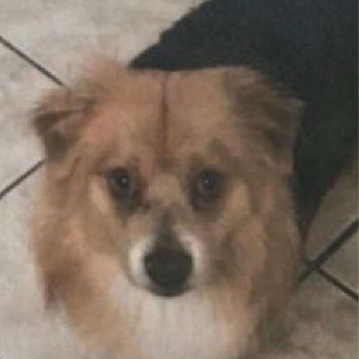 perdido Macho chorkie cafe