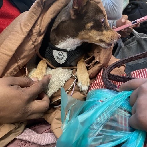 resguardo Hembra chihuahua cafe