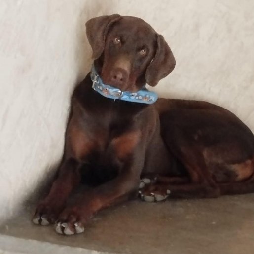 perdido Macho vizsla cafe