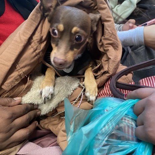 resguardo Hembra chihuahua cafe