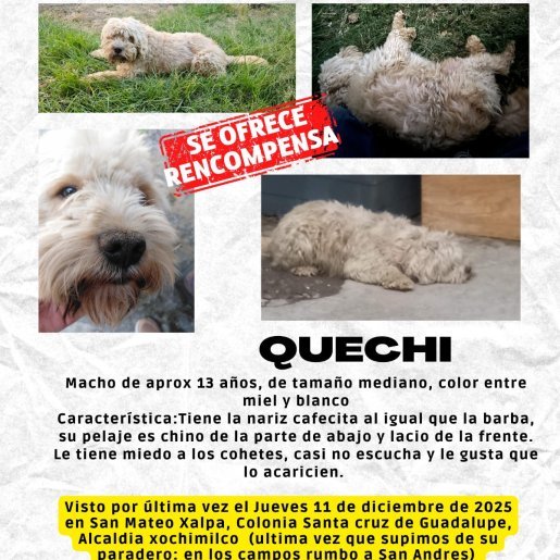 perdido Macho Dandie Dinmont cafe