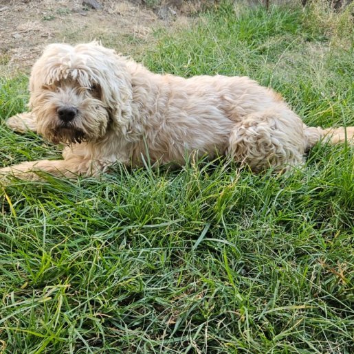 perdido Macho Dandie Dinmont cafe