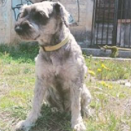 perdido Macho Schnauzer gris