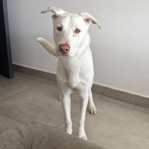 resguardo Macho bull terrier blanco