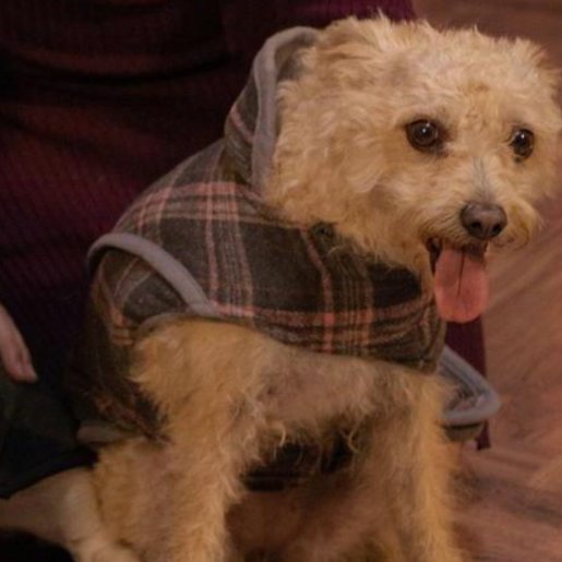 perdido Hembra cockapoo cafe