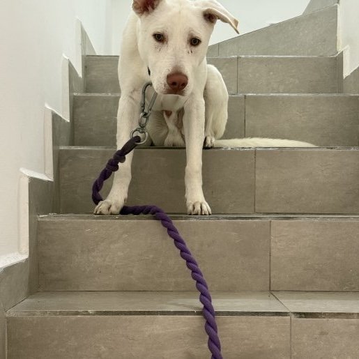 resguardo Macho bull terrier blanco