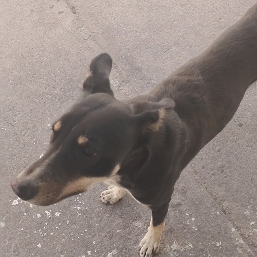 visto Desconocido rottweiler shepherd mix negro