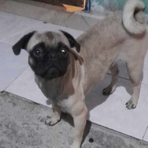 perdido Hembra pug cafe