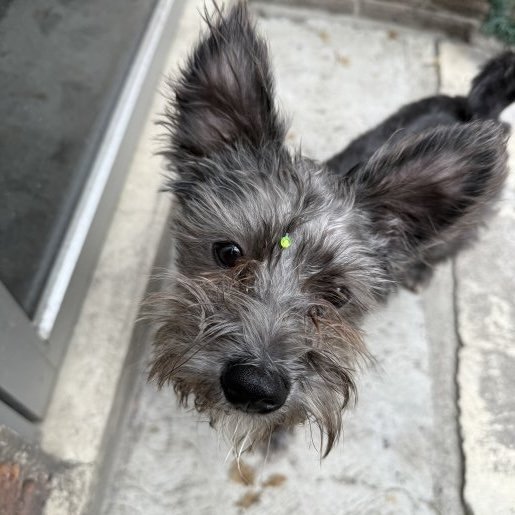 visto Macho west highland white terrier gris