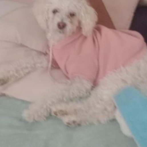 perdido Hembra maltese dog blanco