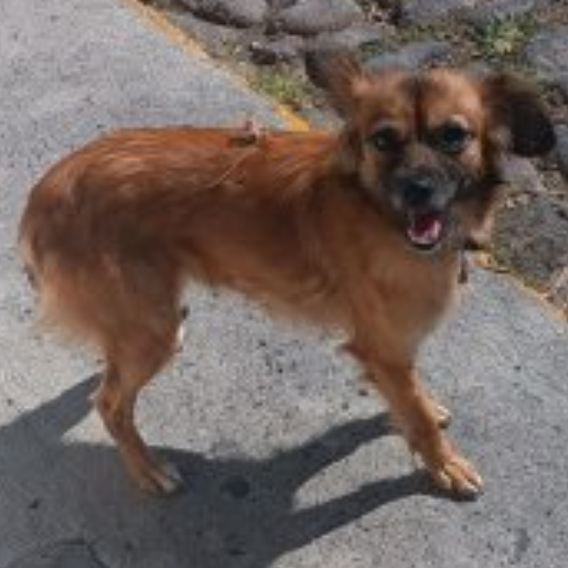 visto Desconocido chorkie negro