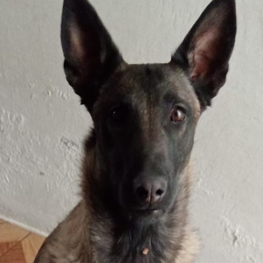 perdido Hembra malinois cafe