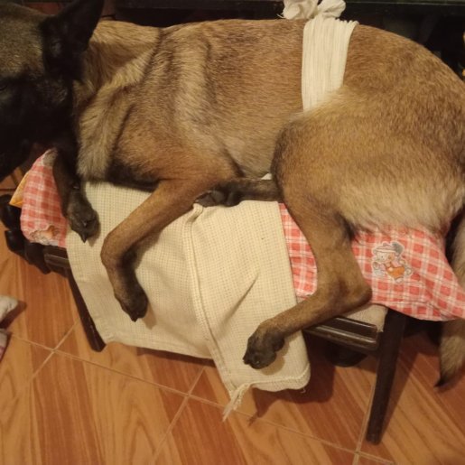 perdido Hembra malinois cafe