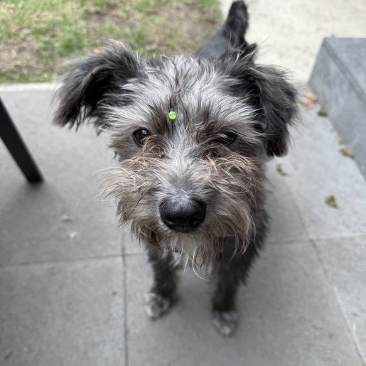 visto Macho west highland white terrier gris
