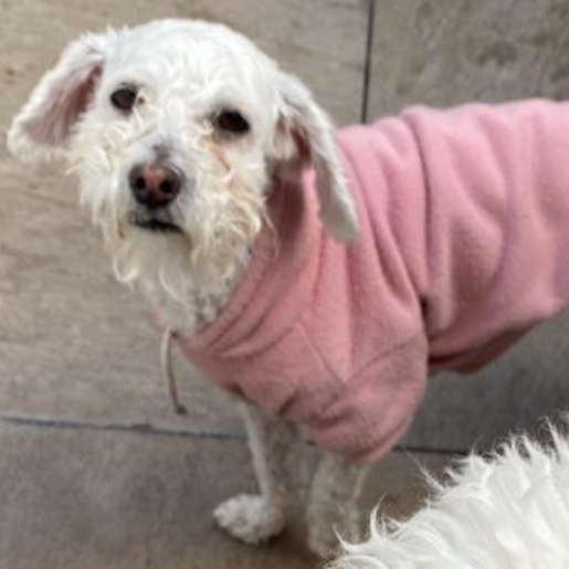 perdido Hembra maltese dog blanco