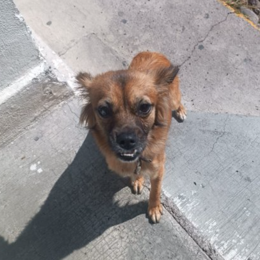 visto Desconocido chorkie negro