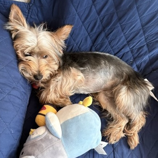 perdido Macho yorkshire terrier cafe