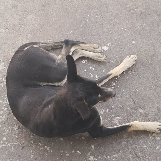 visto Desconocido rottweiler shepherd mix negro