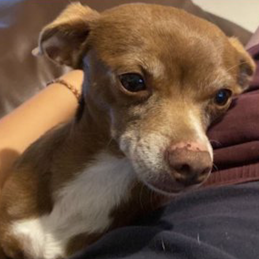 perdido Macho chihuahua cafe