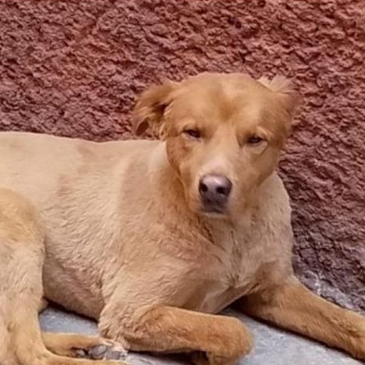 perdido Macho golden retriever cafe